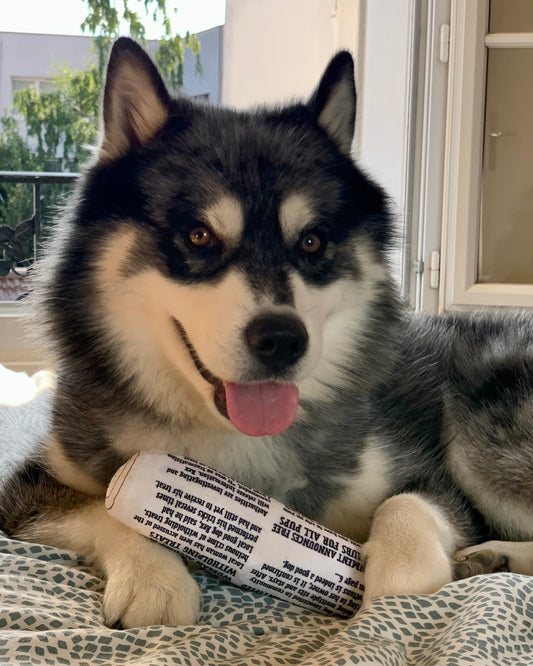 Boîte cadeaux Fetch pour chiens my slipers & paper!