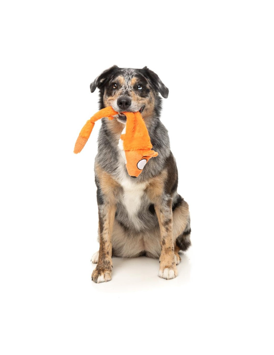 Boîte cadeaux pour chiens Yeetz