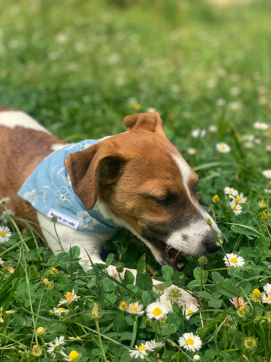 Bandana Samba