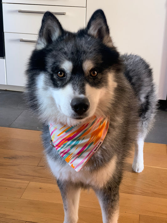 Bandana Rainbow